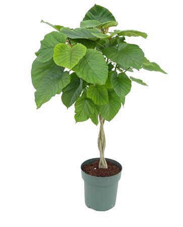 <h4>Ficus Umbellata (bark)</h4>