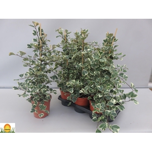 FIC NATAL SWEETHEART