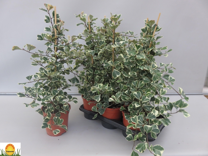 FIC NATAL SWEETHEART