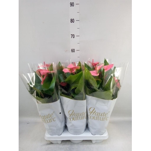 Anthurium andr. 'Sweet Dream'