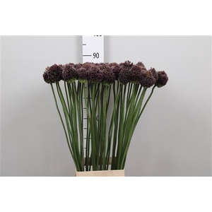Allium Forelock