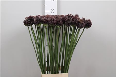 <h4>Allium Forelock</h4>