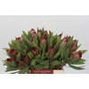 Protea Robijn