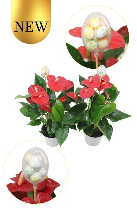<h4>Anturium XL.9 Jambo Red 14cm met paasstekers</h4>