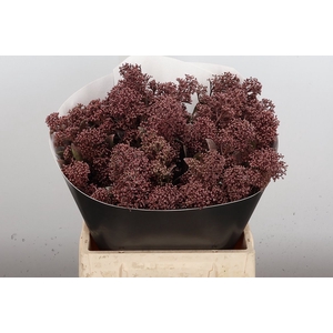 Skimmia Wx Caramel