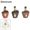 Amaryllis Wit 2 Knop Kaja KERST (Decorum)