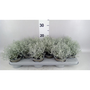 Leucophyta brownii