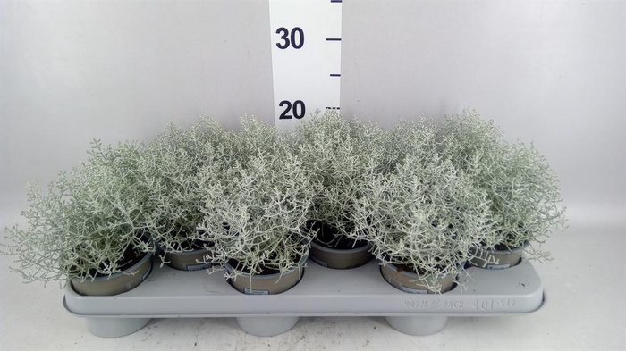 <h4>Leucophyta brownii</h4>