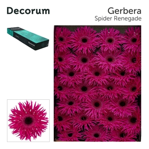 Gerbera Spider Renegade Doos