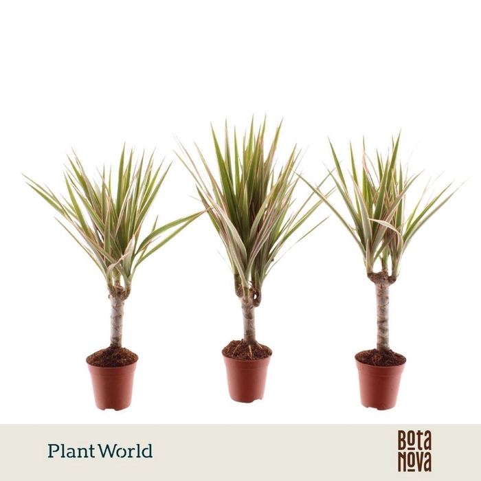 <h4>Dracaena Bicolor</h4>