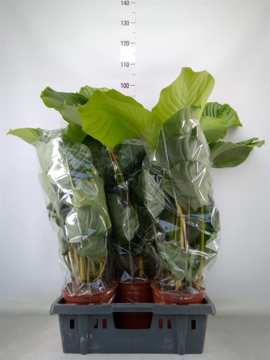 <h4>Calathea orbifolia</h4>