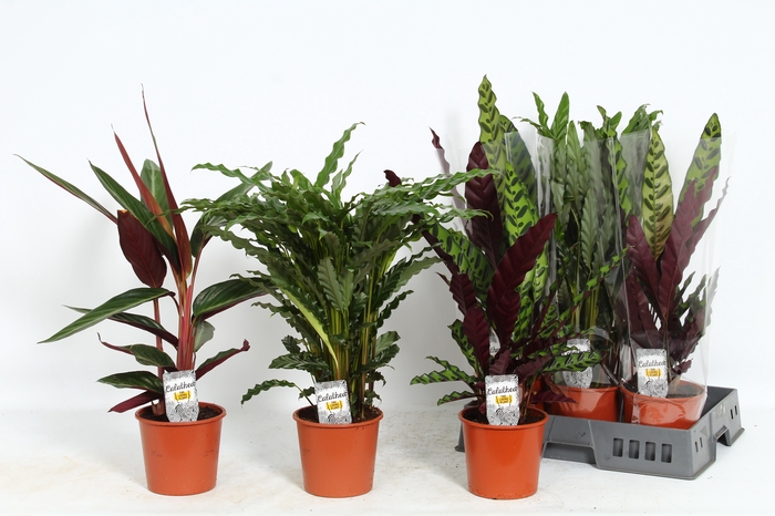 <h4>CALAT GEM 4 SRT</h4>