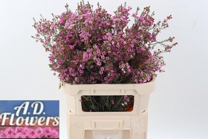 <h4>Cham Un adi</h4>