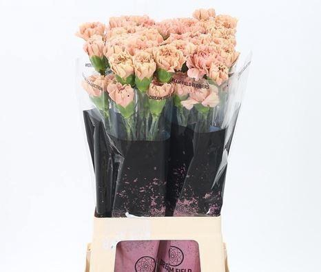 <h4>DI ST CARAMEL</h4>