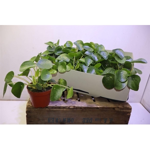 Pilea Peperomioides