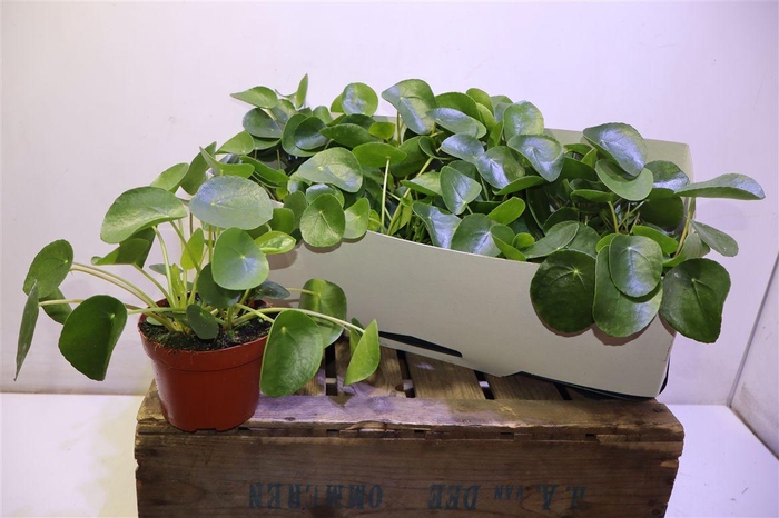 <h4>Pilea Peperomioides</h4>
