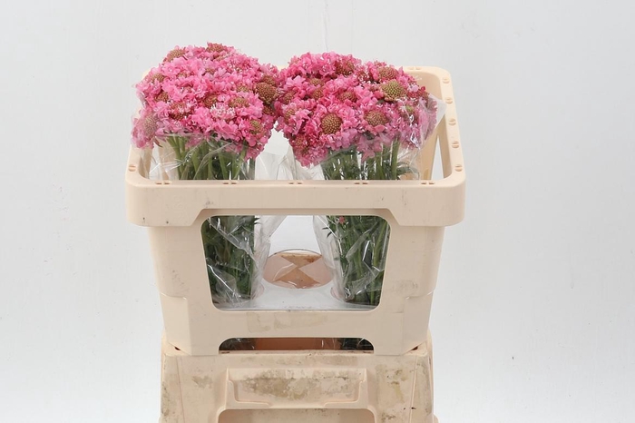 <h4>Scab At Candy Scoop</h4>