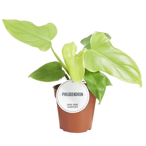 Philodendron Golden Violin