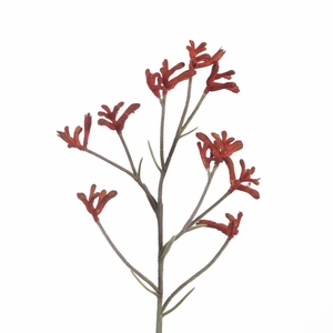 AF Anigozanthos L71cm D.Orange