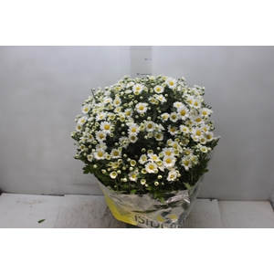 CRISANTEMO BOLA BELGA P20 BRANCO
