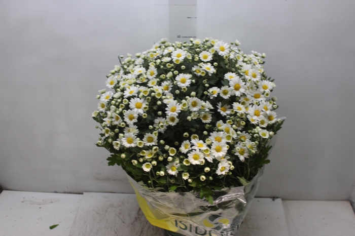 <h4>CRISANTEMO BOLA BELGA P20 BRANCO</h4>