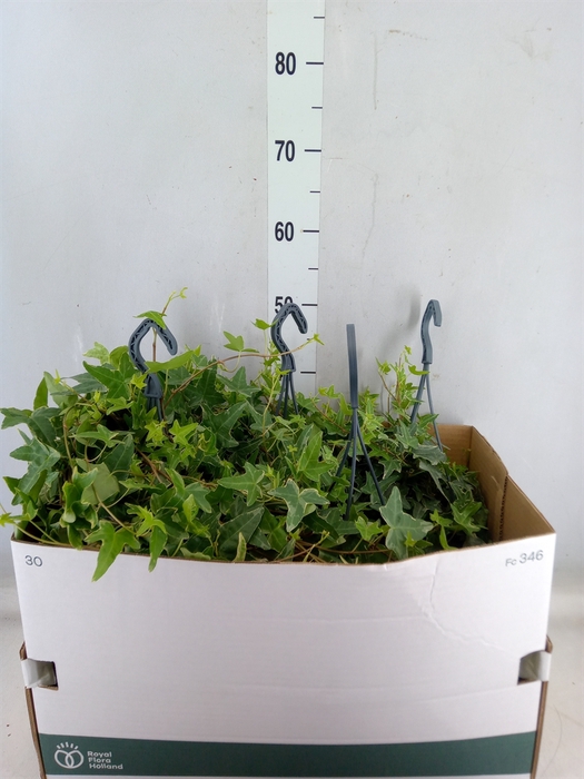 <h4>Hedera helix 'Mona Lisa'</h4>
