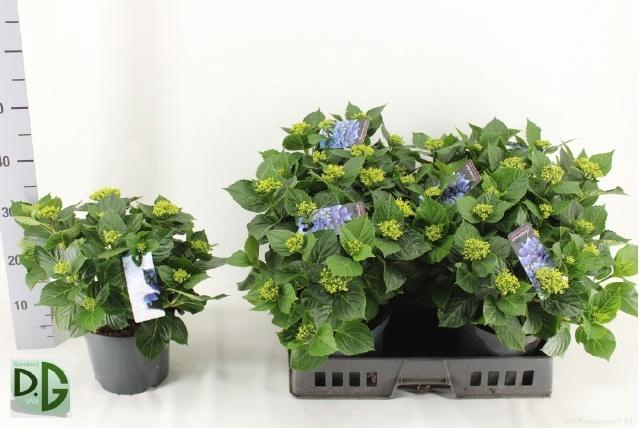 <h4>HYDR M EARLY</h4>