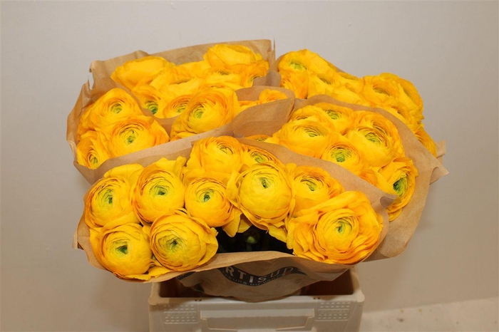 <h4>Ran Cloni Ex Flame</h4>