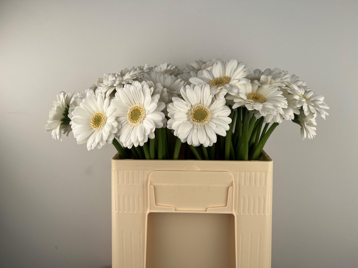 <h4>GE MI RINGO</h4>