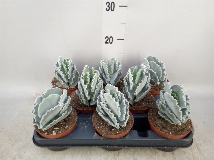 <h4>Cotyledon undulata</h4>