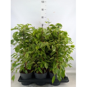 Ficus benja. 'Golden King'