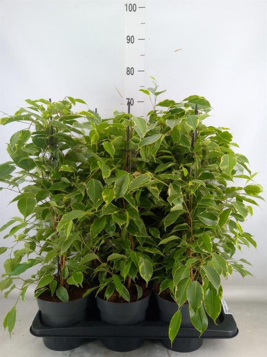 <h4>Ficus benja. 'Golden King'</h4>