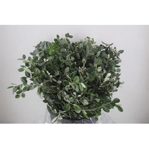 Pittosp Ralphi Leaves 400gr P Bunch