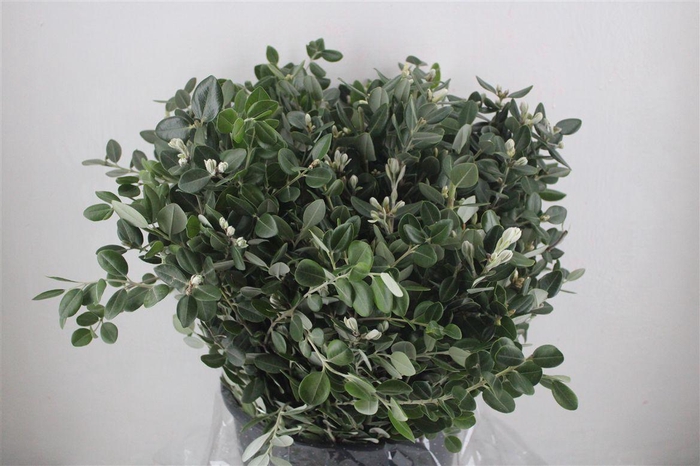 <h4>Pittosp Ralphi Leaves 400gr P Bunch</h4>