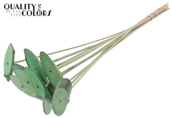 Wood oval Slice on stem Frosted Mint Green