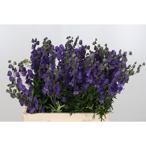 Aconitum Napellus