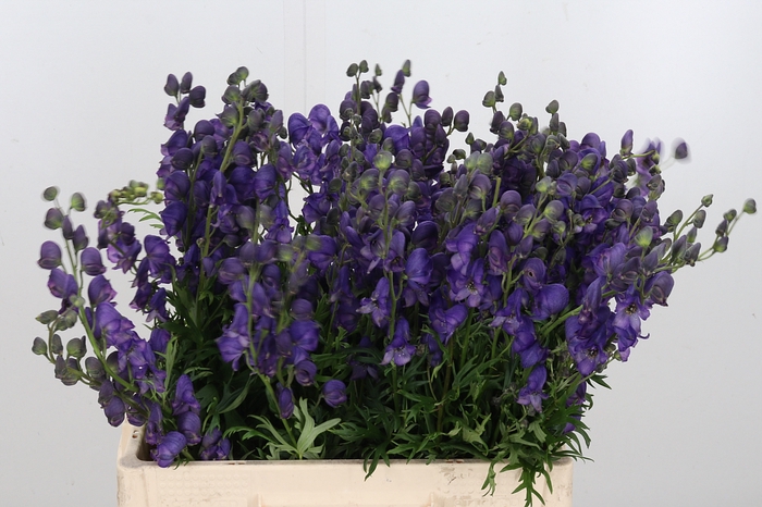 <h4>Aconitum Napellus</h4>