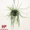 Rhipsalis