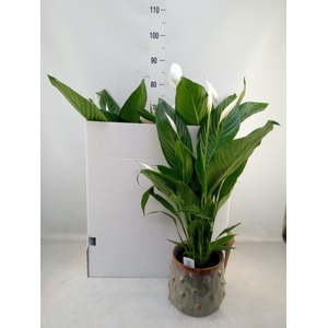 Spathiphyllum  'Bingo Cupido'