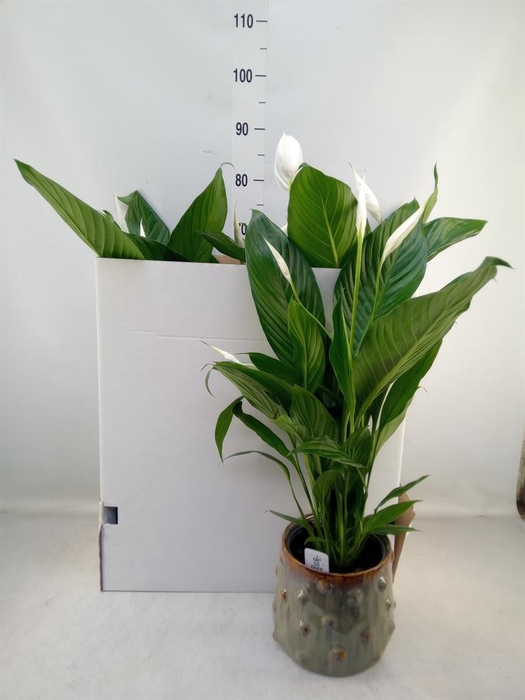 <h4>Spathiphyllum  'Bingo Cupido'</h4>