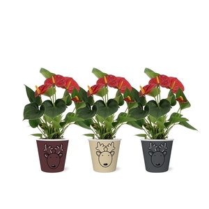 Anthurium Diamond Red in Rudolf smartcup