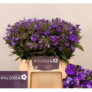 PHLOX P CRISSY