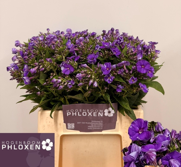 <h4>PHLOX P CRISSY</h4>