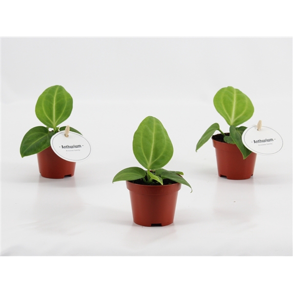 <h4>Anthurium Villenaorum</h4>