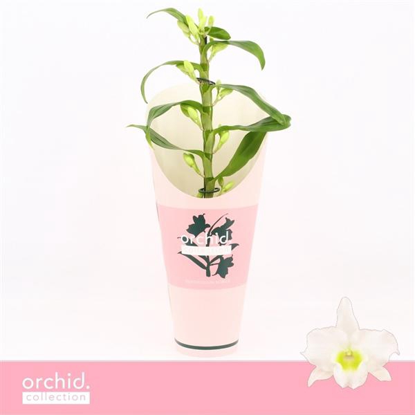 <h4>Dendrobium Nobilé, Apollon 1-spike Compact 'Orchid Collection' Potcover</h4>