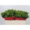 Hypericum Lucky Romance