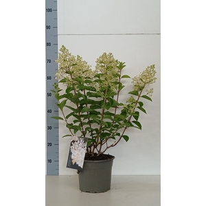 HYDR PANICULATA