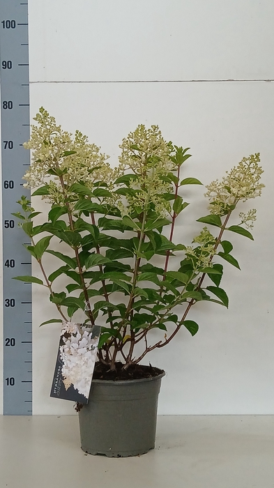 <h4>HYDR PANICULATA</h4>