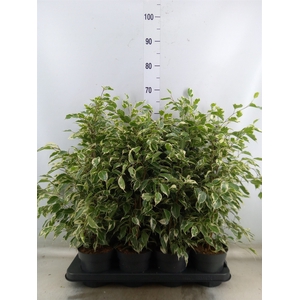 Ficus benja. 'Twilight'