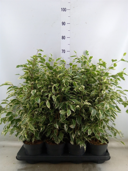 <h4>Ficus benja. 'Twilight'</h4>